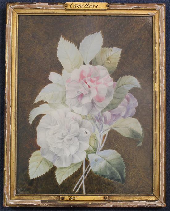 Circle of Pierre-Joseph Redoute Camellias, 13.5 x 10.25in.